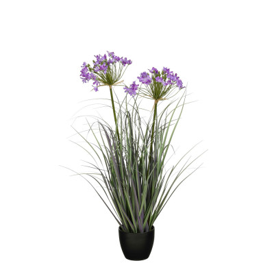 Allium Ampeloprasum in Vaso Viola