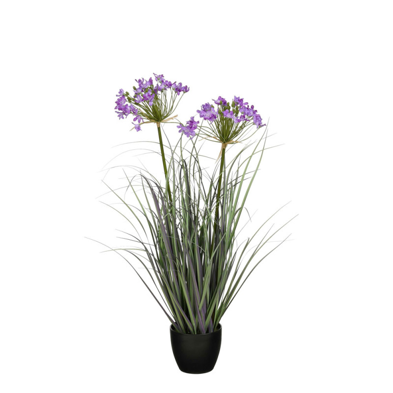 Allium Ampeloprasum in Vaso Viola