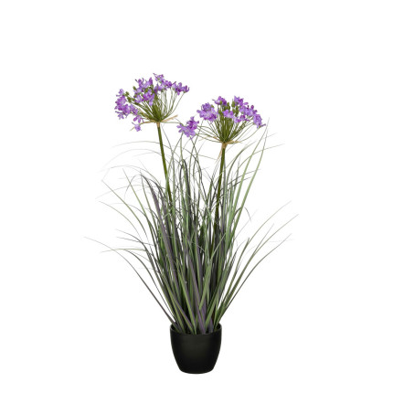 Allium Ampeloprasum in Vaso Viola