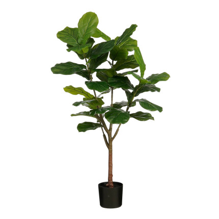 Ficus Lyrata in Vaso Impermeabile