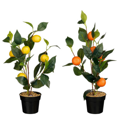 Pianta di Limone e Arancio