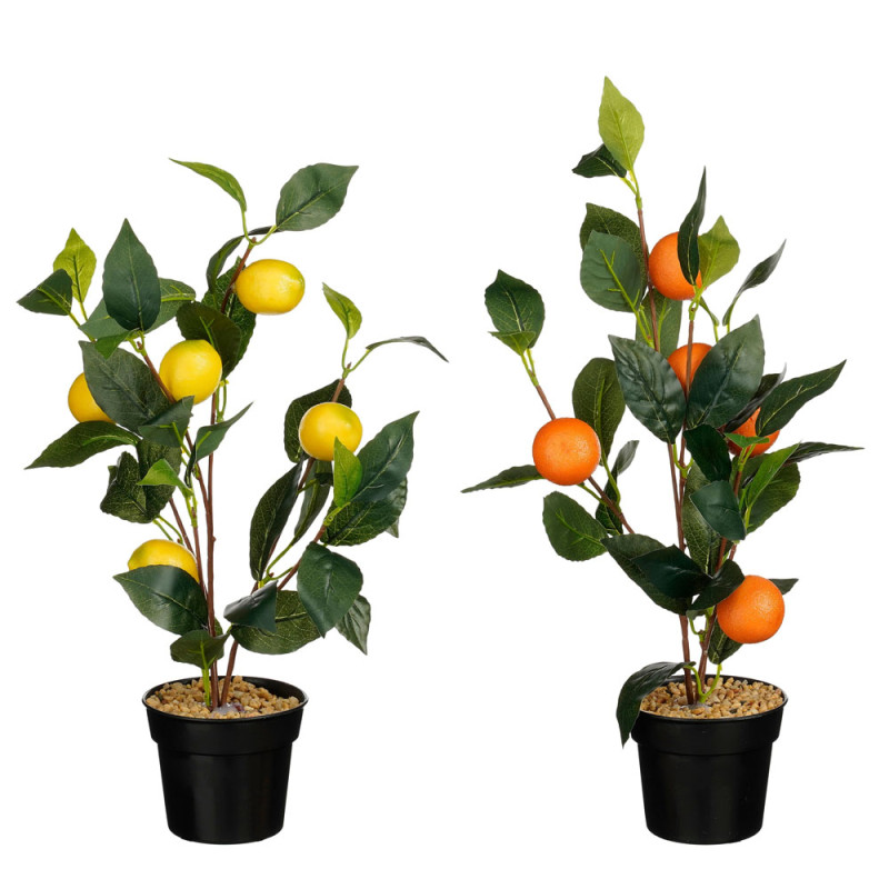 Pianta di Limone e Arancio