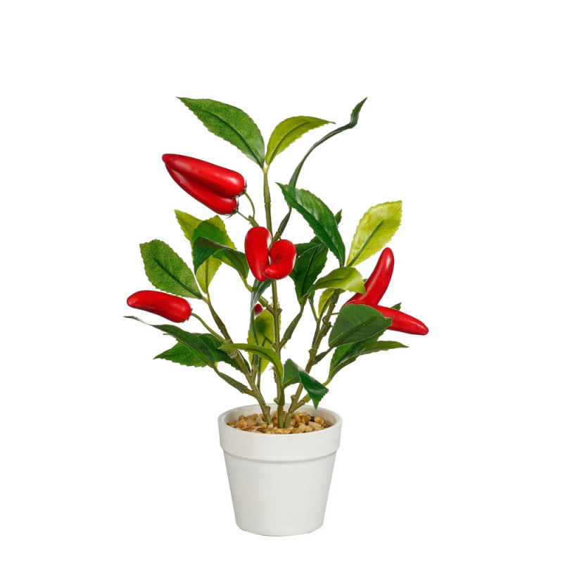 Pianta di Peperoncini in Vaso