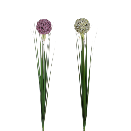 Ramo di Allium