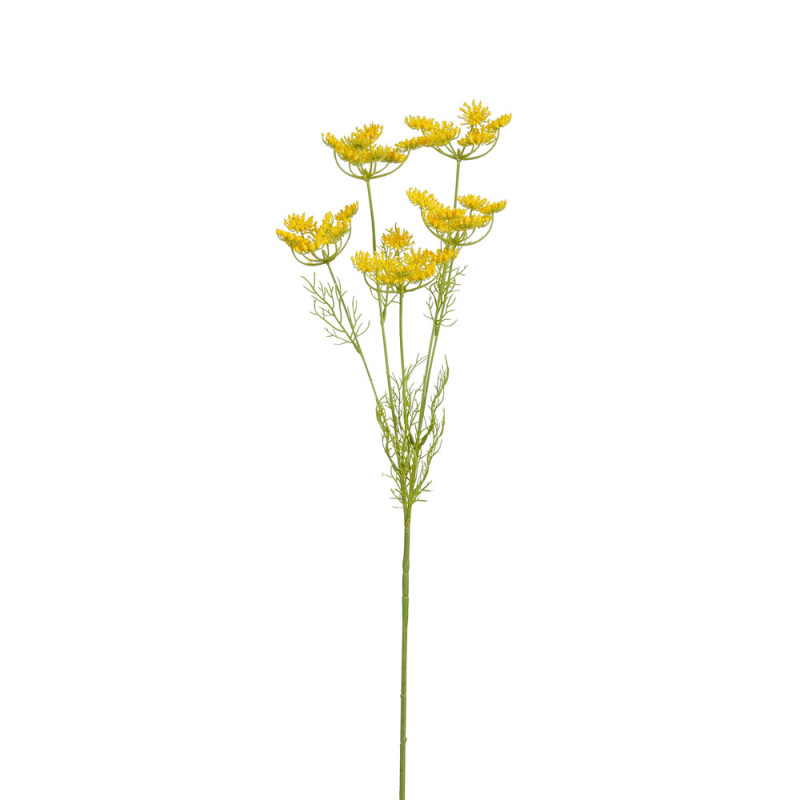 Ramo di Carota Selvatica Giallo