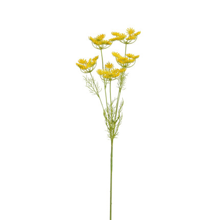 Ramo di Carota Selvatica Giallo