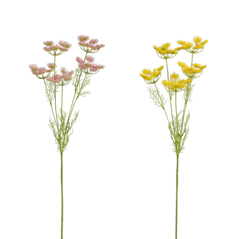 Ramo di Carota Selvatica