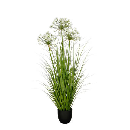 Allium Ampeloprasum Bianco in Vaso bassa