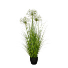 Allium Ampeloprasum Bianco in Vaso