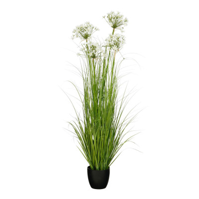 Allium Ampeloprasum Bianco in Vaso 2