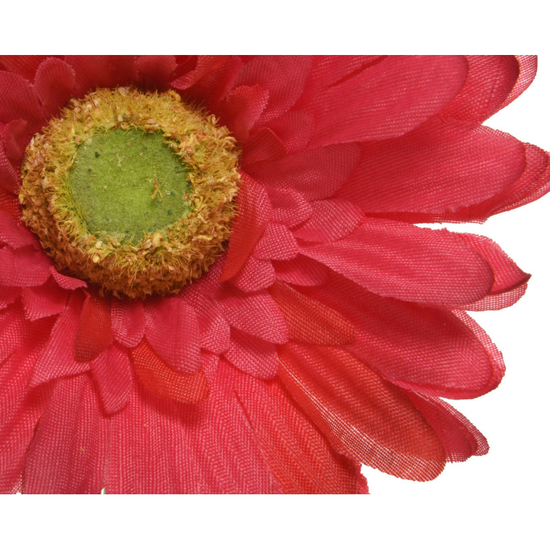 Gerbera