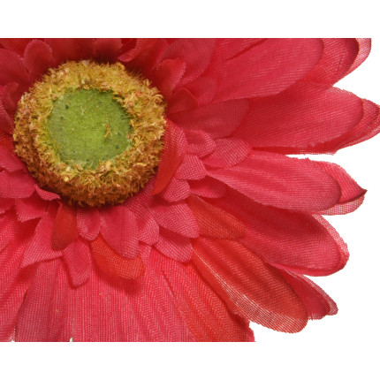 Gerbera