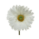 Gerbera con Stelo