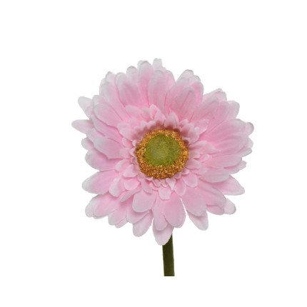 Gerbera