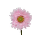 Gerbera con Stelo