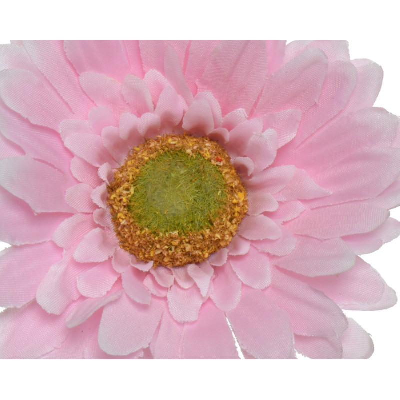 Gerbera