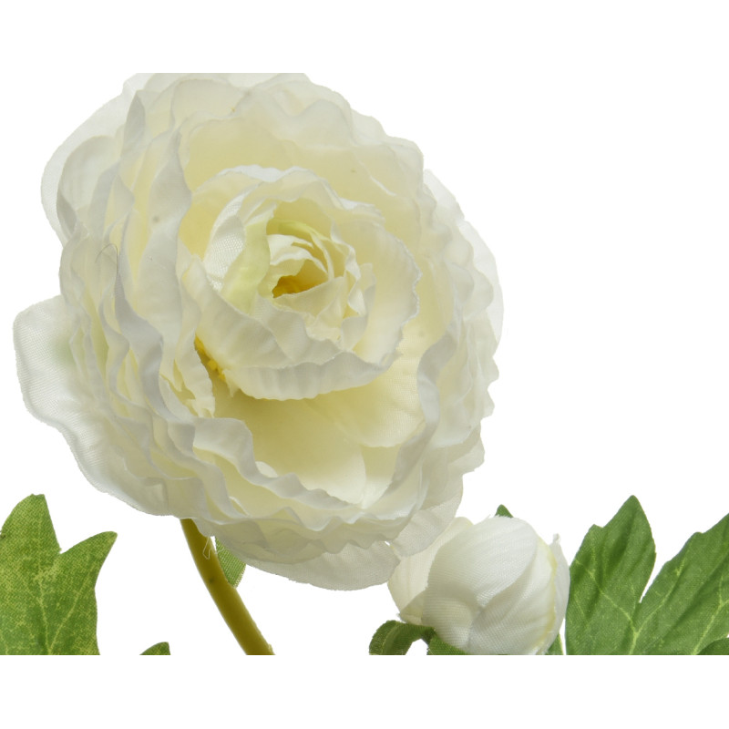 Ranuncolo Bianco con Stelo