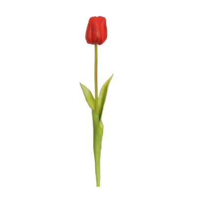 Tulipano