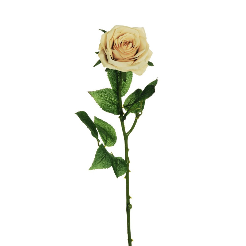 Rosa Ecuador