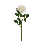 Rosa Ecuador
