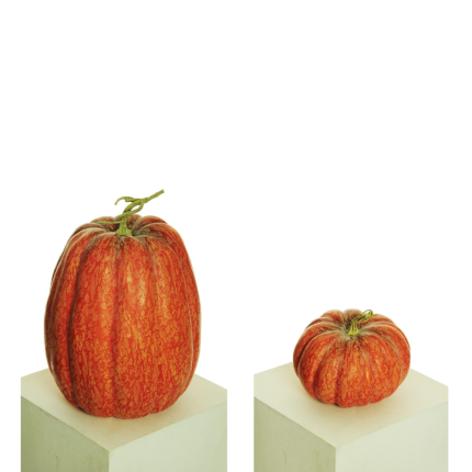 Zucca Decorativa Realistica
